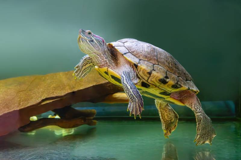 Domestic red eared turtle