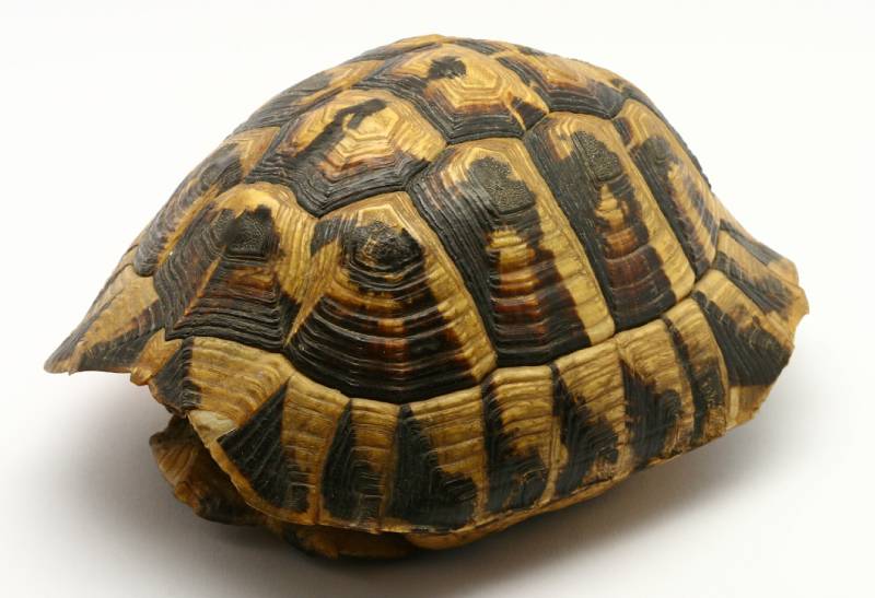 Empty turtle shell, isolated on a white background