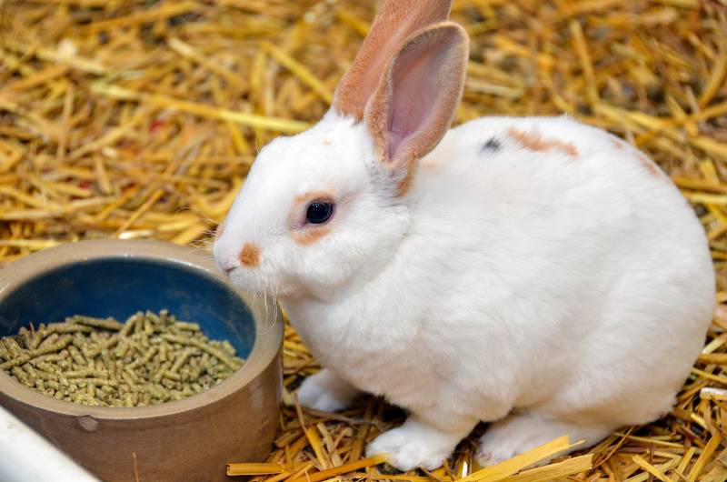 English spot rabbit on straw with food pellets in dish