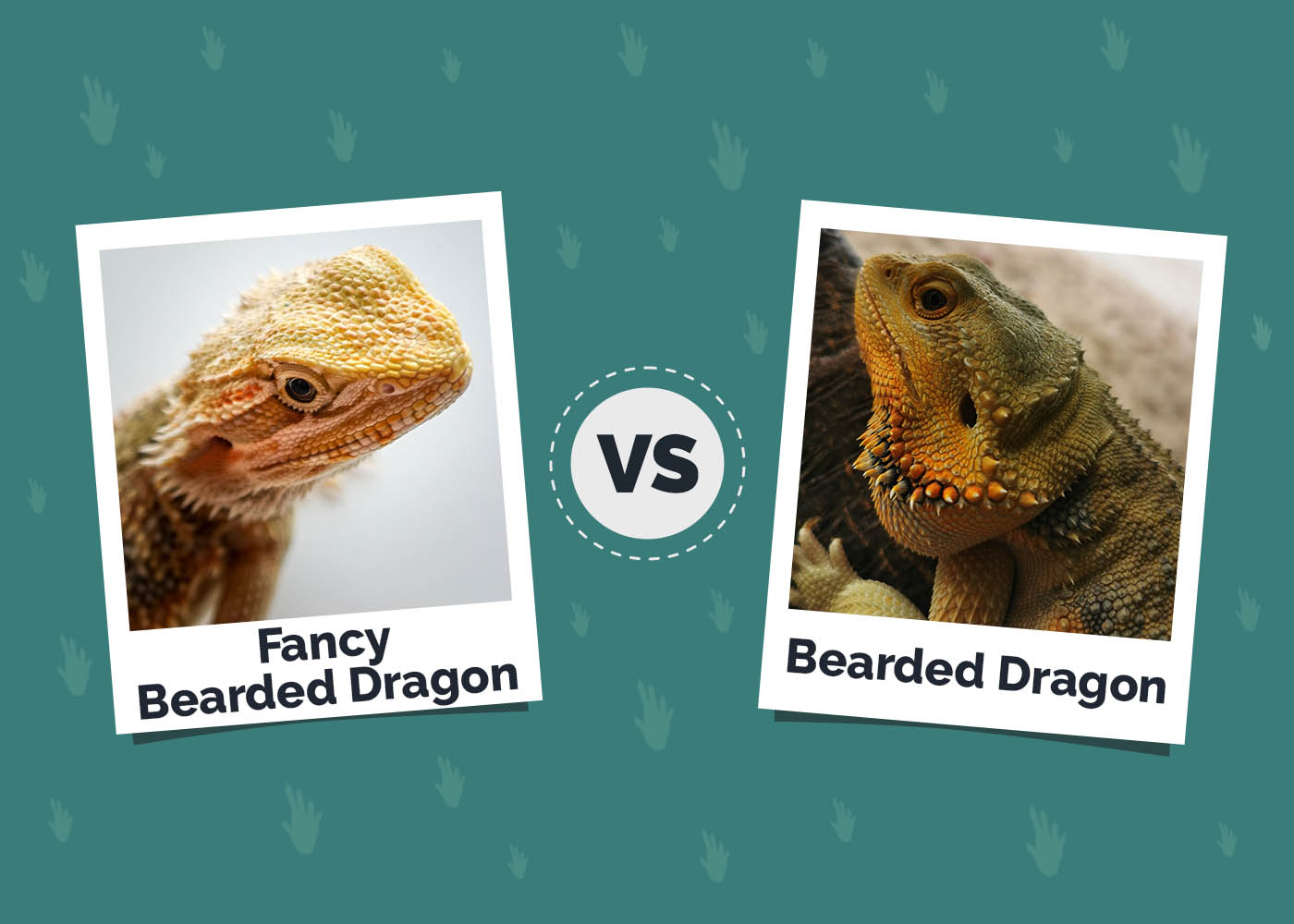 Fancy Bearded Dragon vs Bearded Dragon