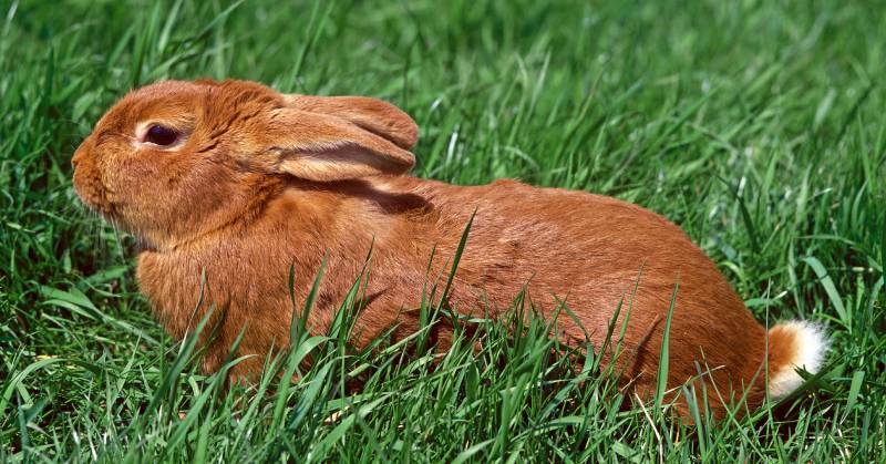 Fauve de Bourgogne rabbit