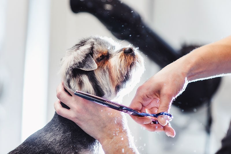 Female groomer haircut yorkshire terrier on the table for grooming in the beauty salon for dogs