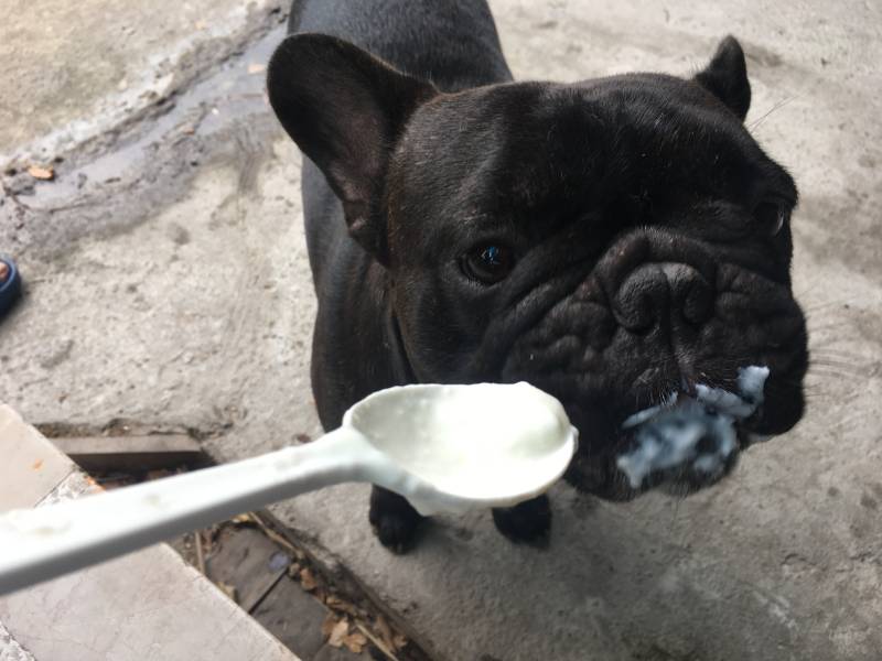 French bulldog eating the yogurt with a spoon by owner