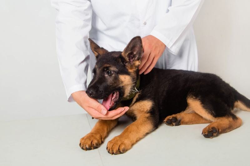 German shepherd puppy is fed and checked out by a veterinarian. choking, inhaling tiny things, or object inhalation