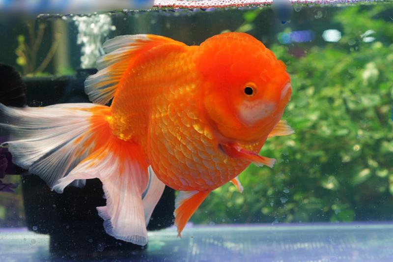 Giant oranda goldfish swim in glass tank