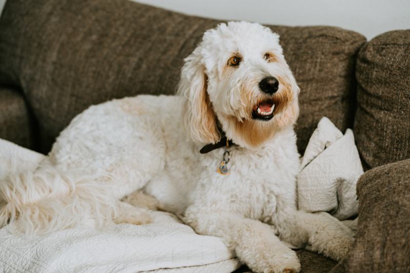 Goldendoodle at home sitting on couch