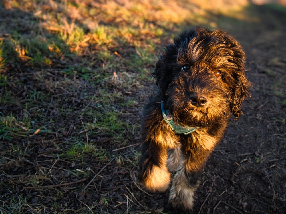 Goldendoodle dog in the park