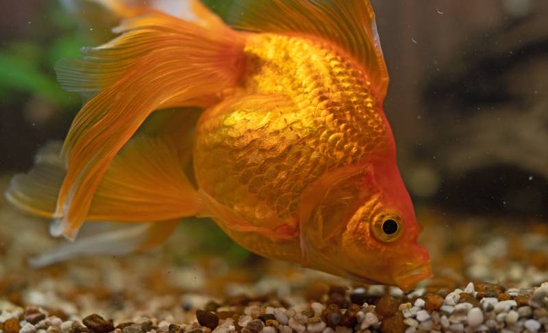 Goldfish in aquarium with plants and stones eating rocks