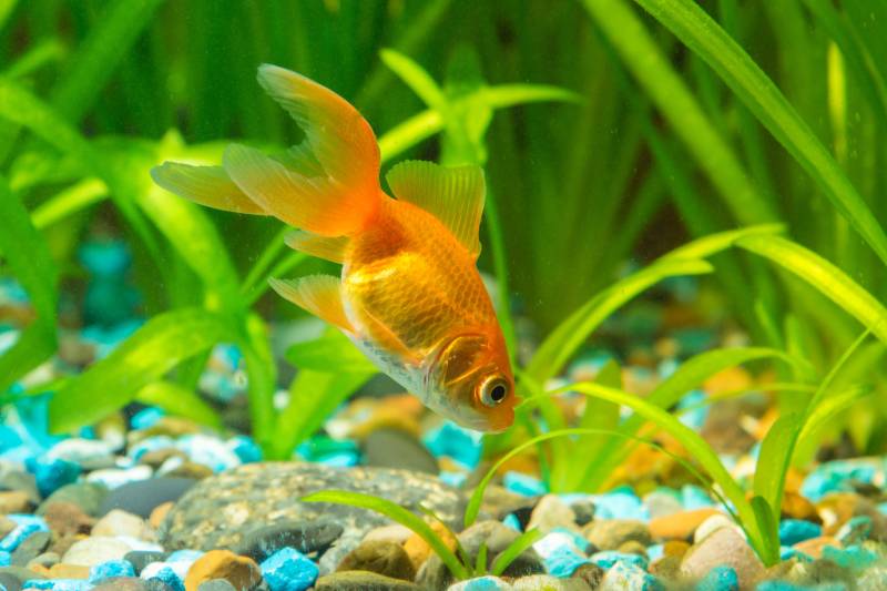 How Can You Tell if Your Goldfish Is Pregnant?