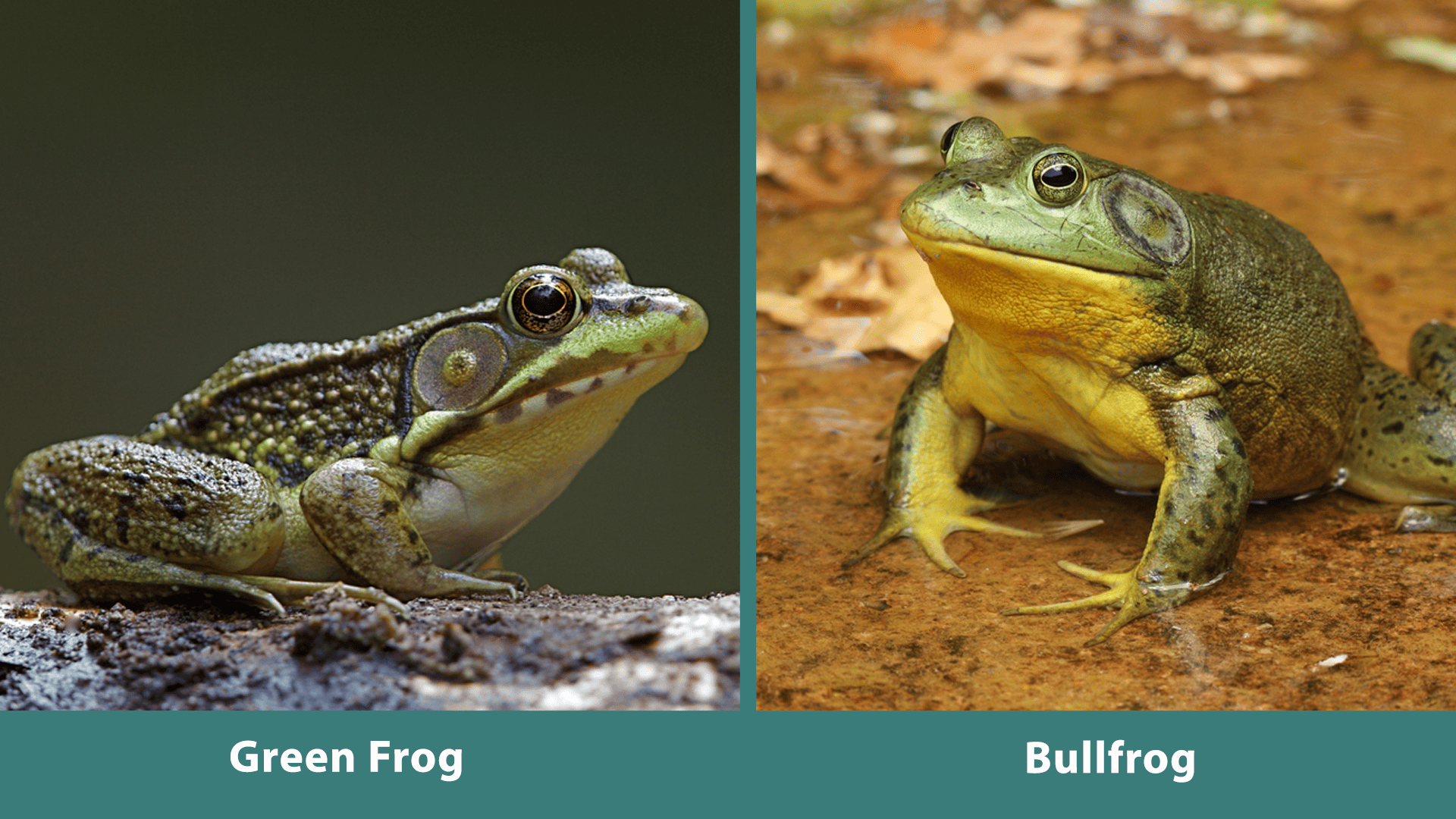 Green Frog Bullfrog