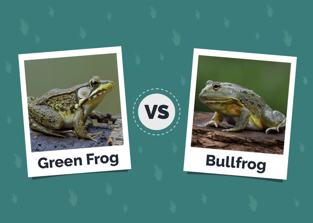 Green Frog vs Bullfrog side vs side