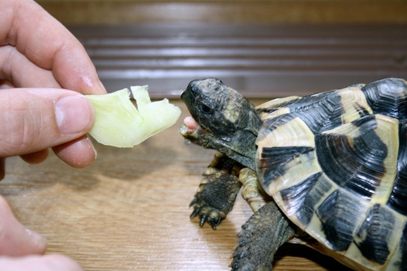 Feeding pet hot sale turtles