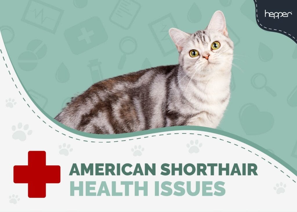 American Shorthair Cat Health Problems