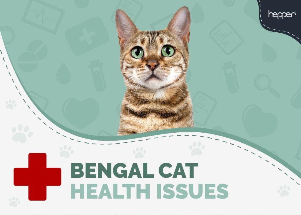 Bengal Cat Health Problems