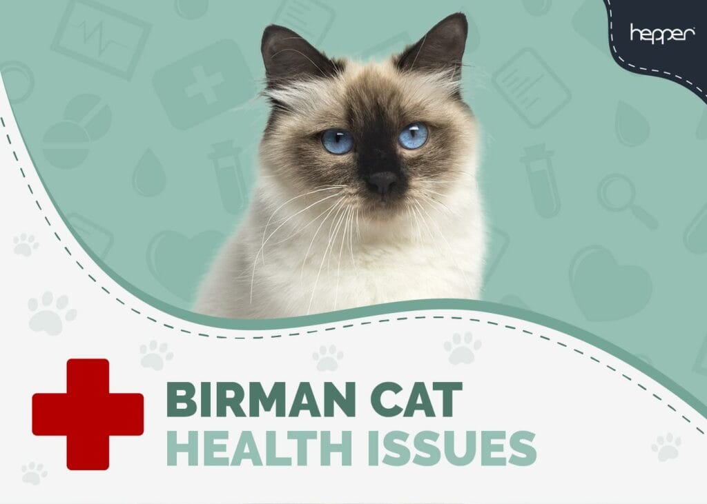 Birman Cat Health Problems