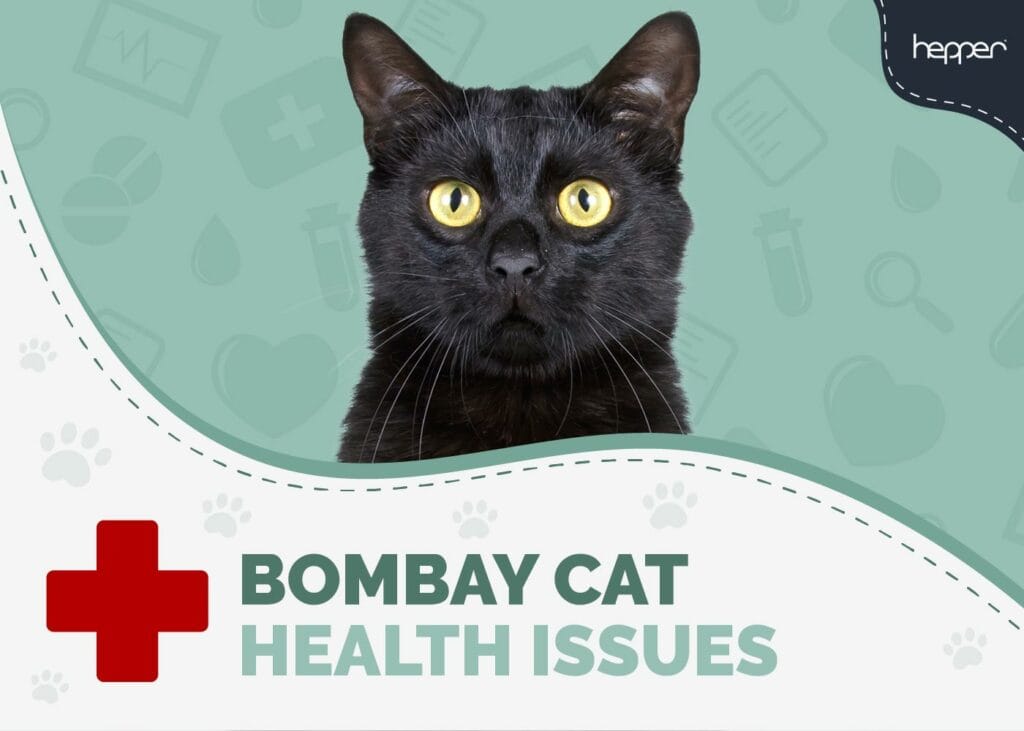 Bombay Cat Health Problems