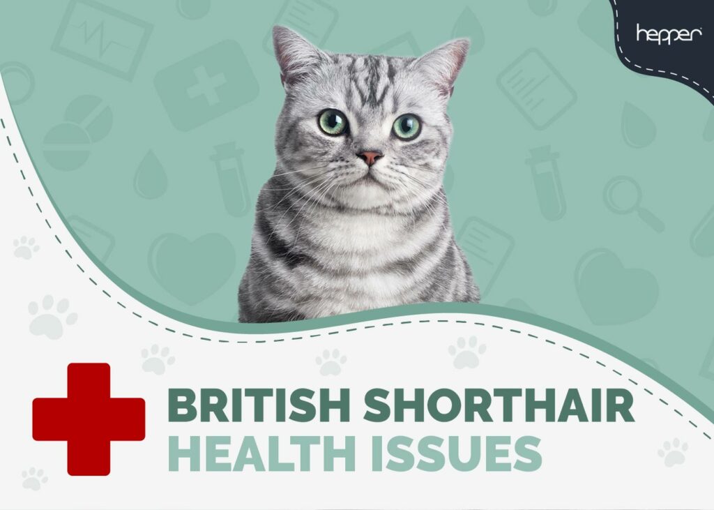 British Shorthair Cat Health Problems