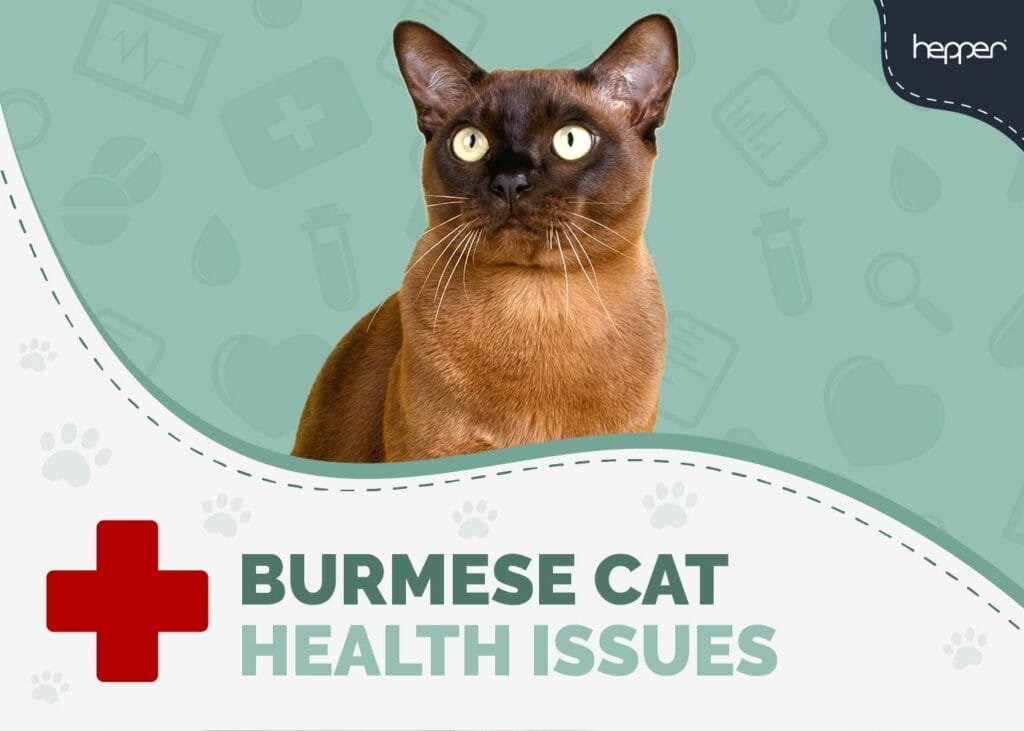 Burmese Cat Health Problems