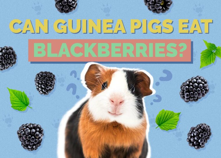 Can Guinea Pigs Eat Blackberries? Nutrition Facts & FAQ | Hepper