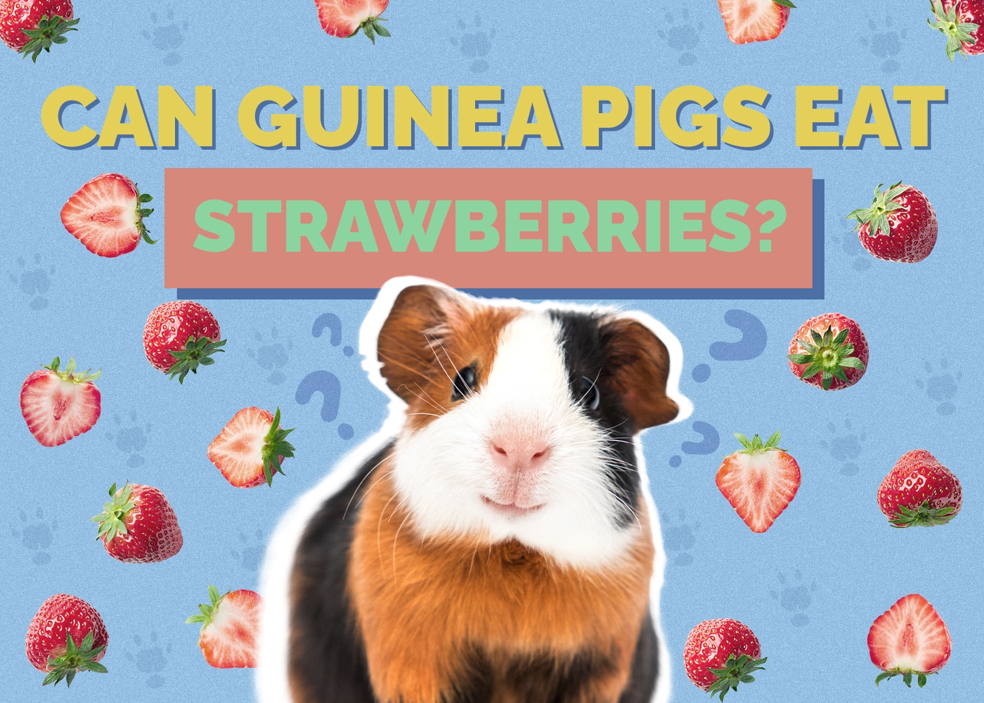 Hepper_Can Guinea Pigs Eat strawberries