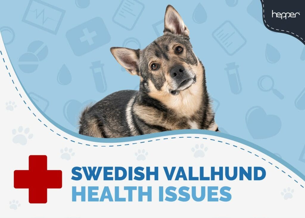 Swedish Vallhund Health Issues