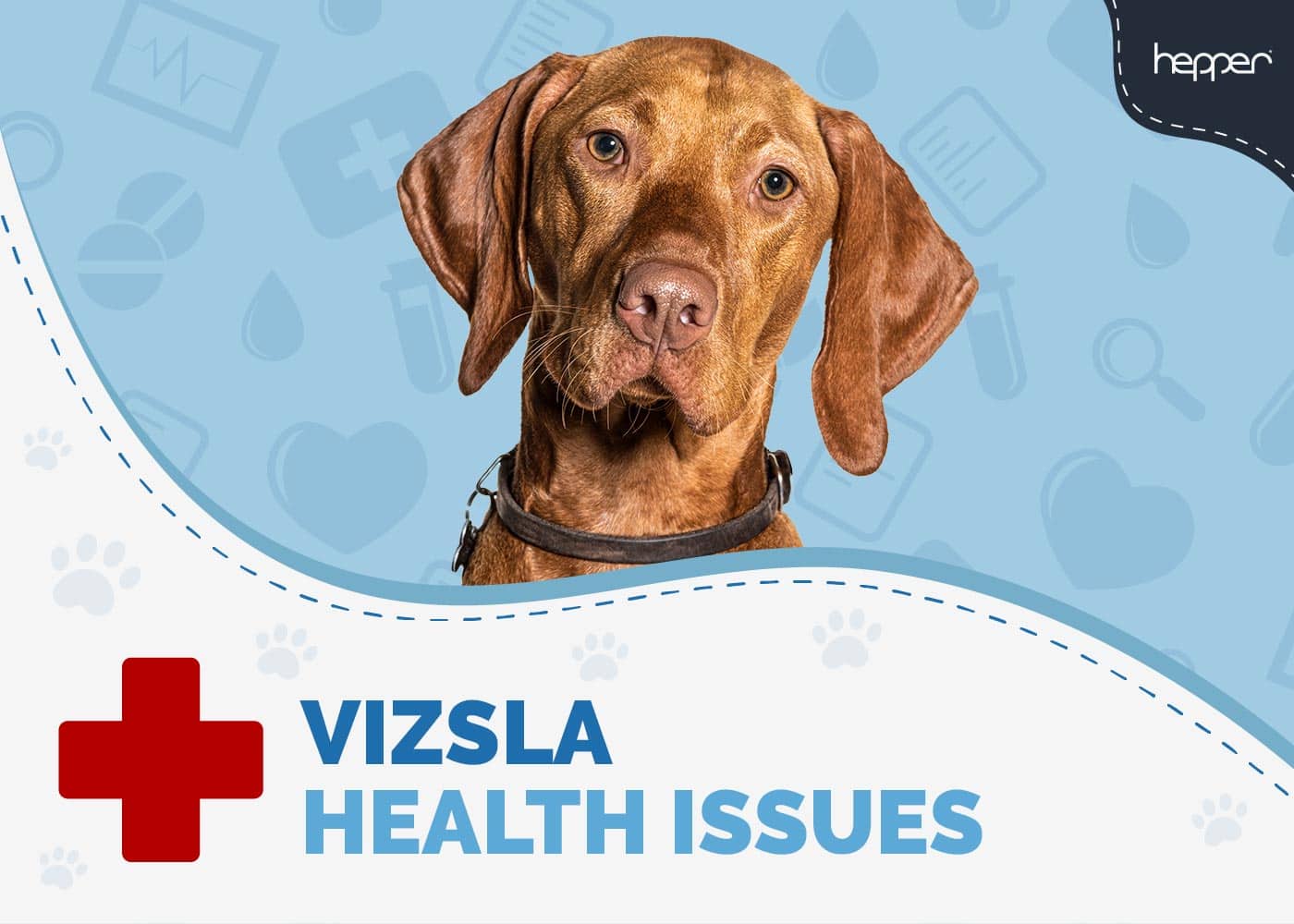 Vizsla Health Issues to Watch Out For