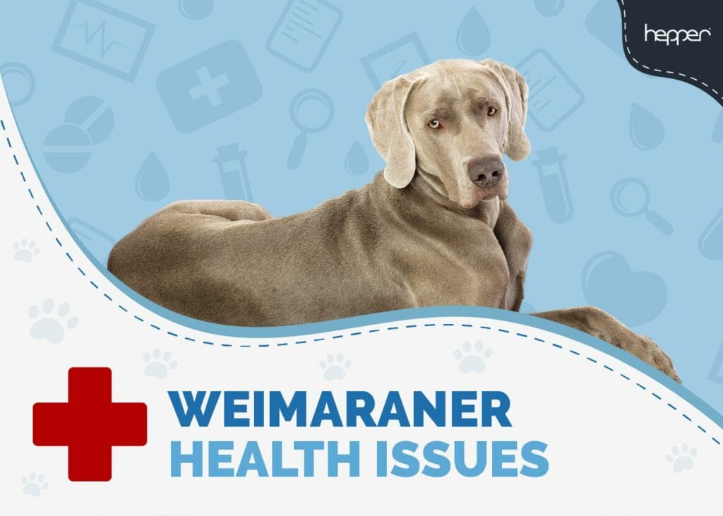 Weimaraner Health Issues