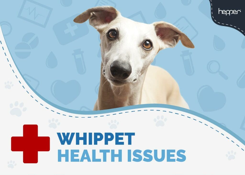 Whippet Health Issues You Need to Know