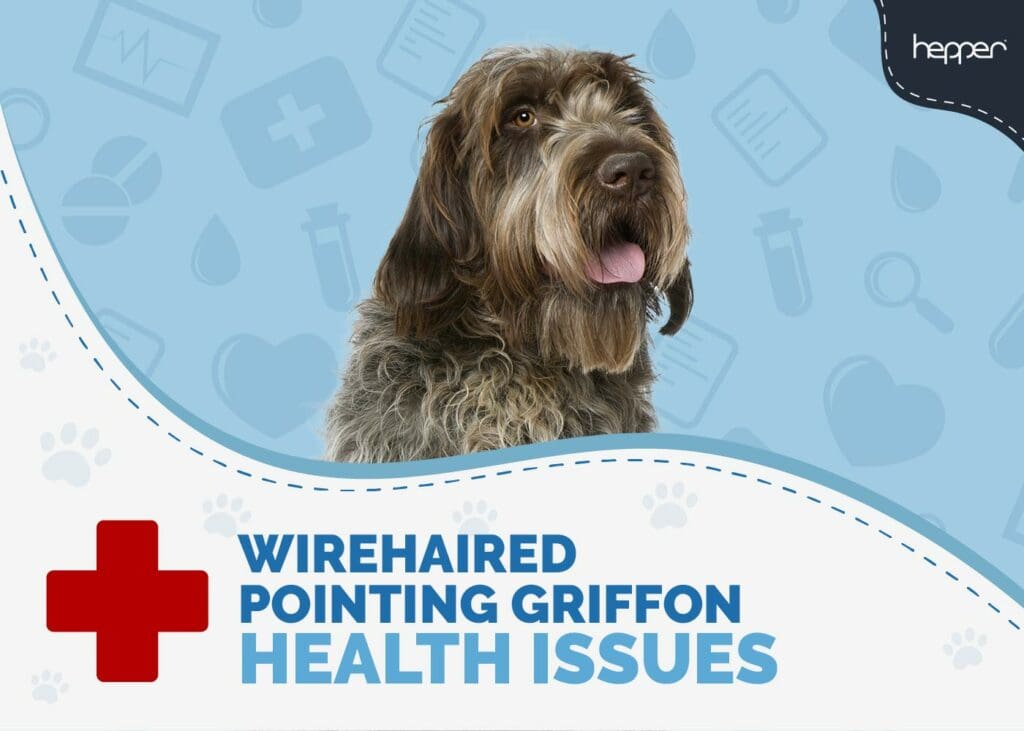 Wirehaired Pointing Griffon Health Issues to Watch Out For