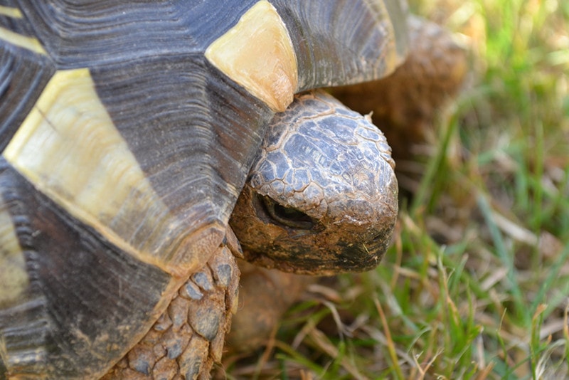 Hermann's tortoise
