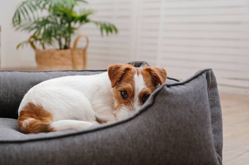 Jack Russell Terrier puppy sleeping in the dog bed