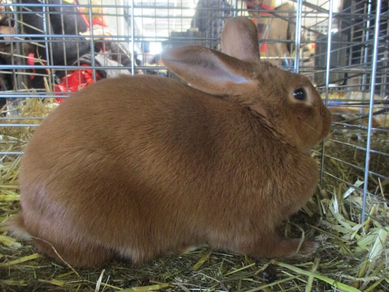 Thrianta Rabbit: Pictures, Care Guide, Lifespan &amp; Traits | Hepper