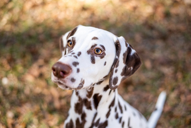 Orange Spotted Dalmatian Orange Spotted Dalmatian