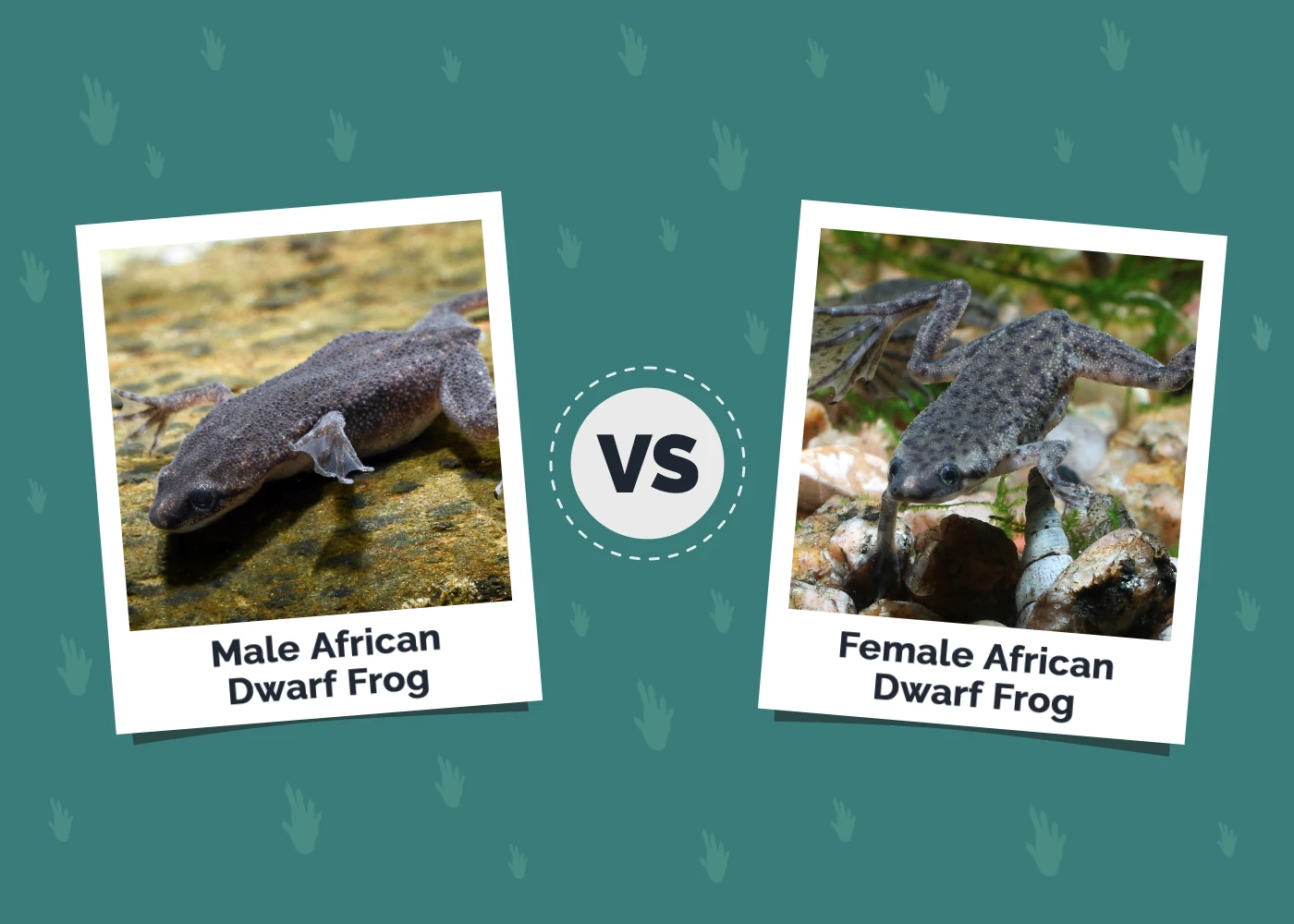 Male vs Female African Dwarf Frog - Featured Image