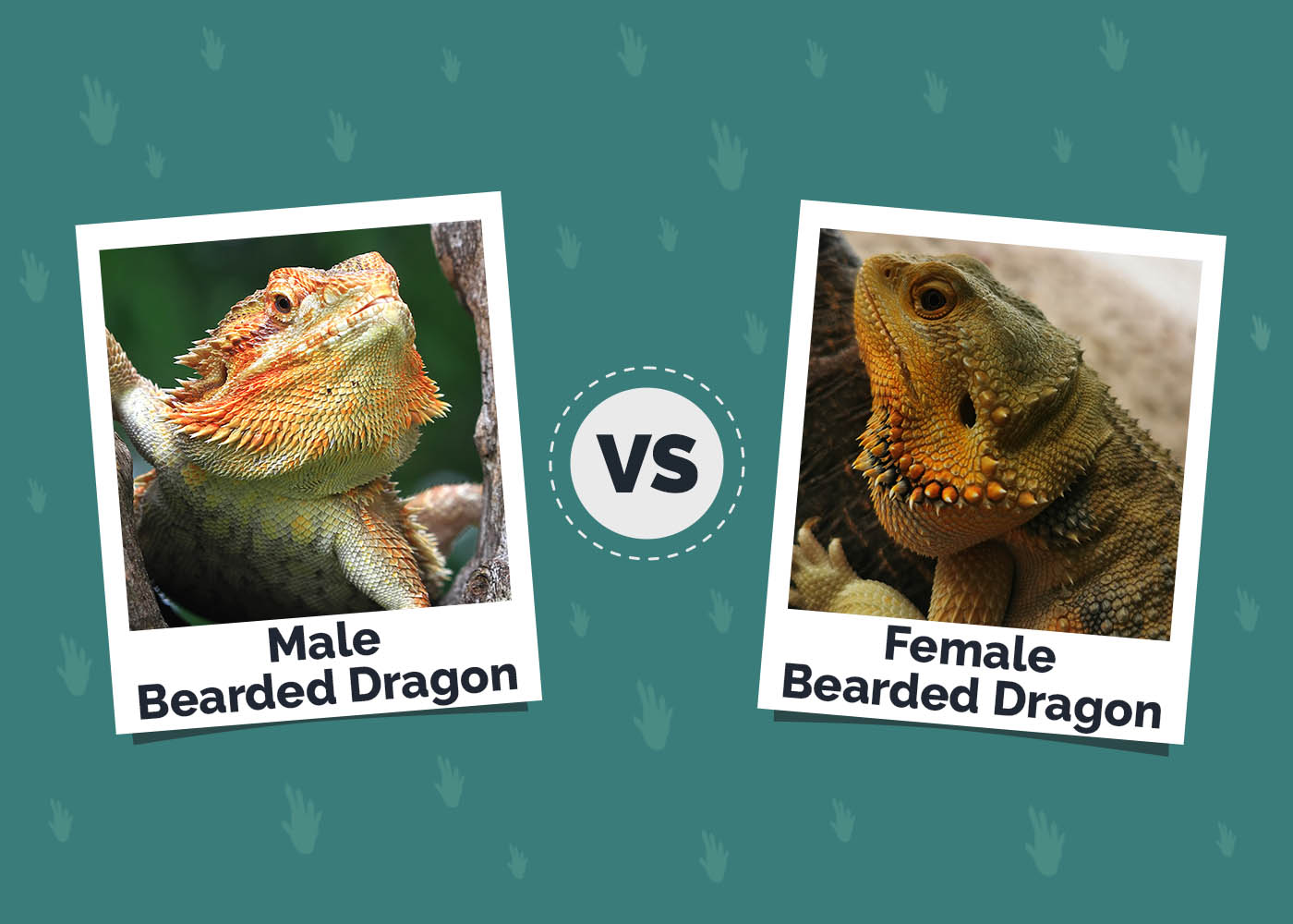 Male vs Female Bearded Dragon