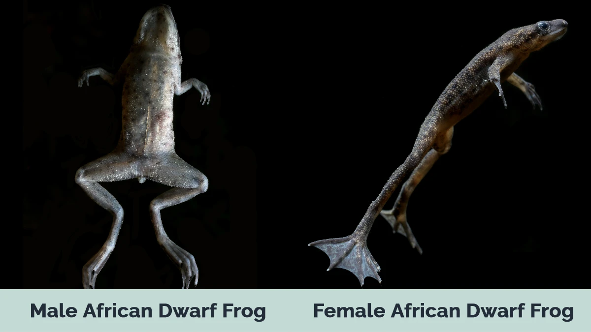 Male vs Female Dwarf Frog - Visual Differences