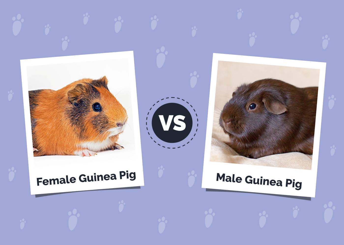 Male vs Female Guinea Pig