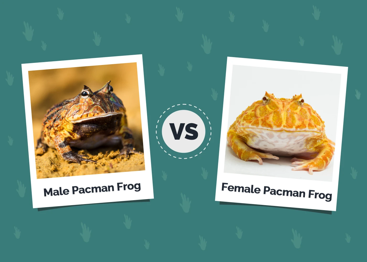 Male vs Female Pacman Frog - Featured Image