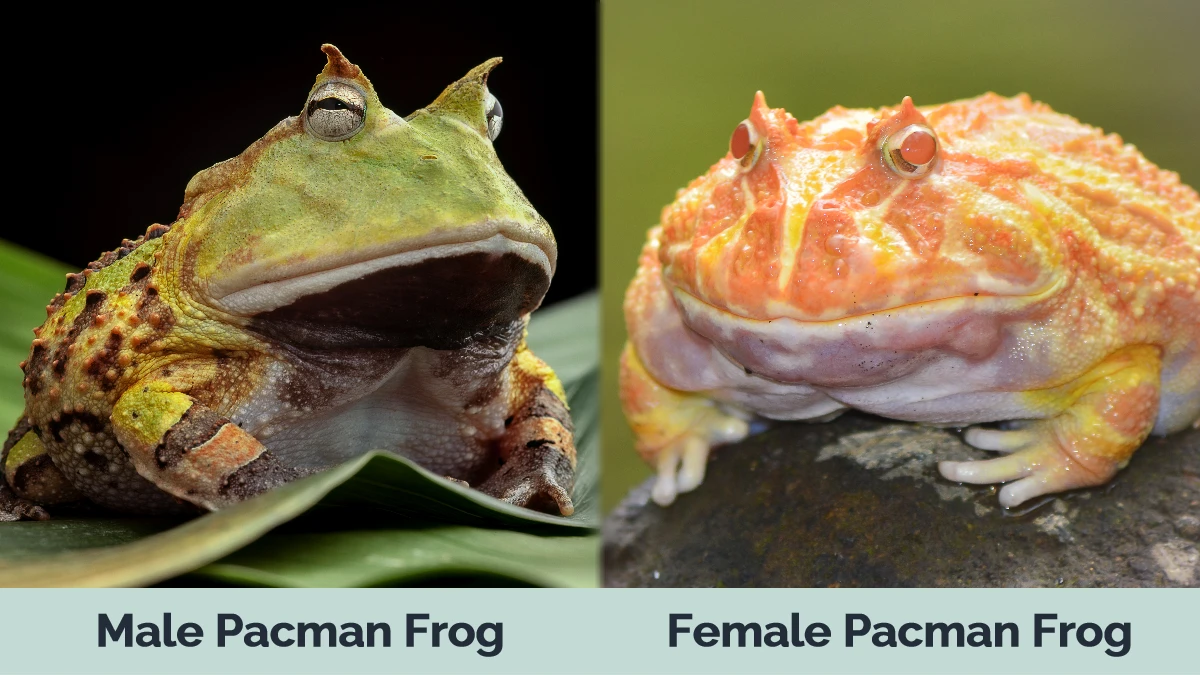 Male vs Female Pacman Frog - Visual Differences