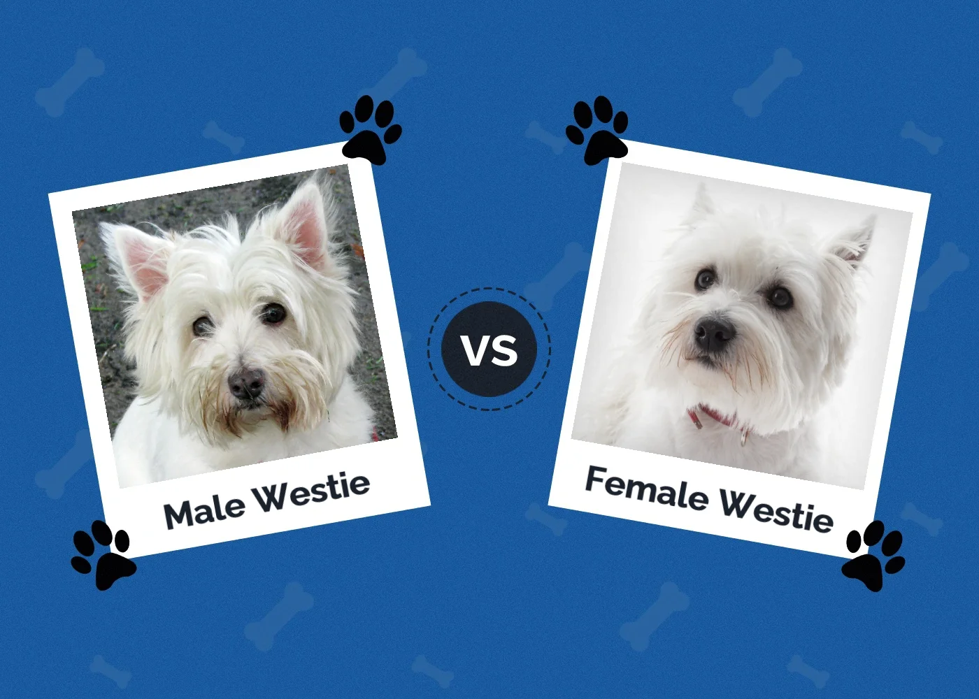 Male vs Female Westie (West Highland White Terrier): Differences