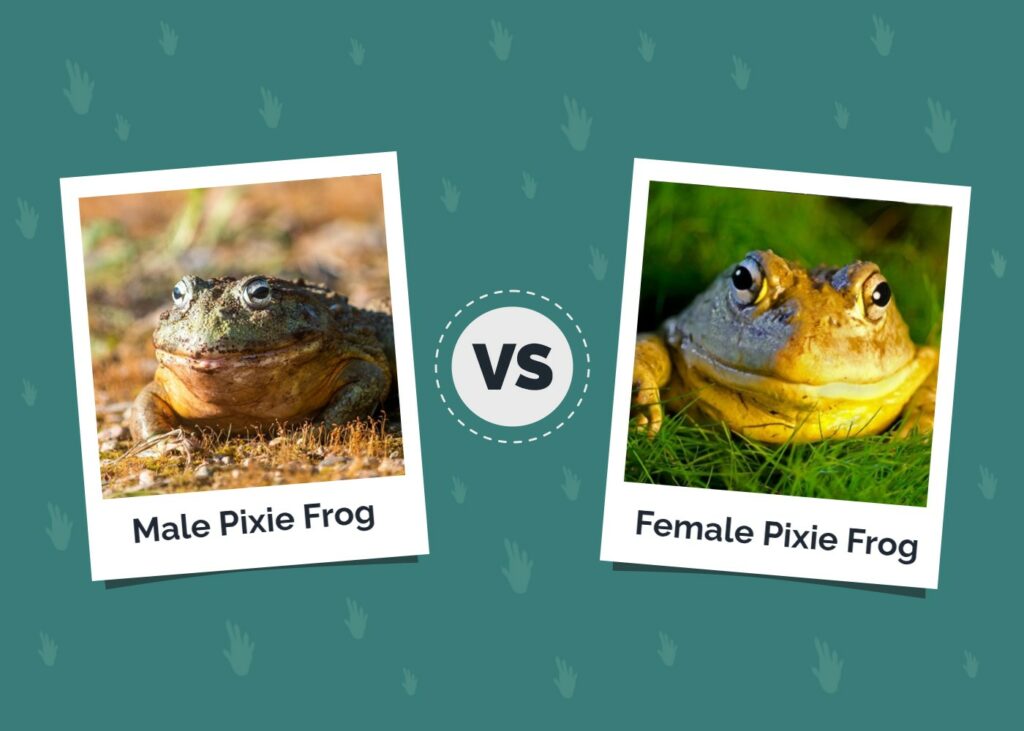 Male vs Female pixie frog
