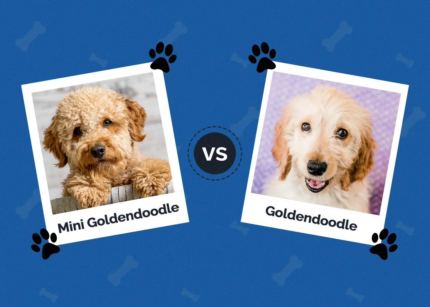Mini Goldendoodle vs Goldendoodle - Featured Image