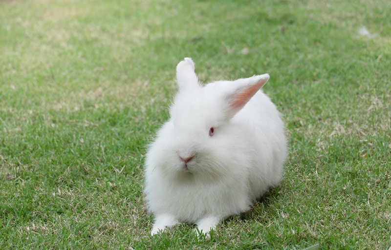 New Zealand white rabbit_