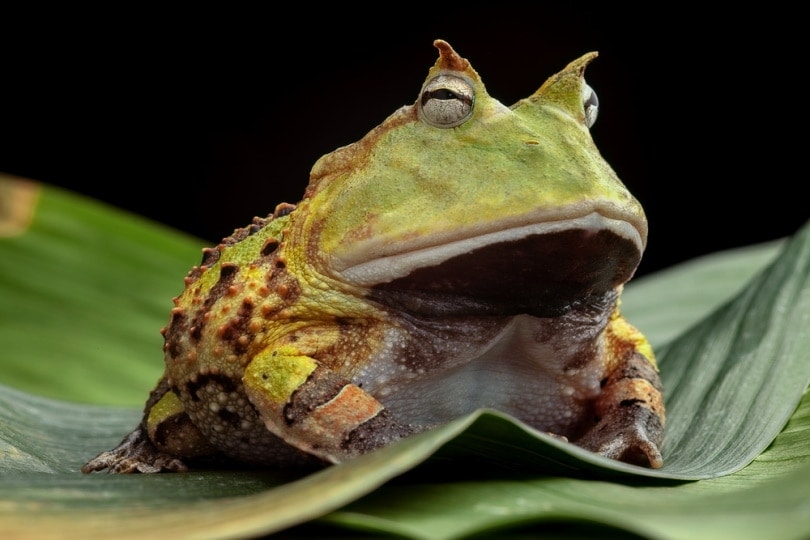 Pacman frog sitting on a leaf outdoors