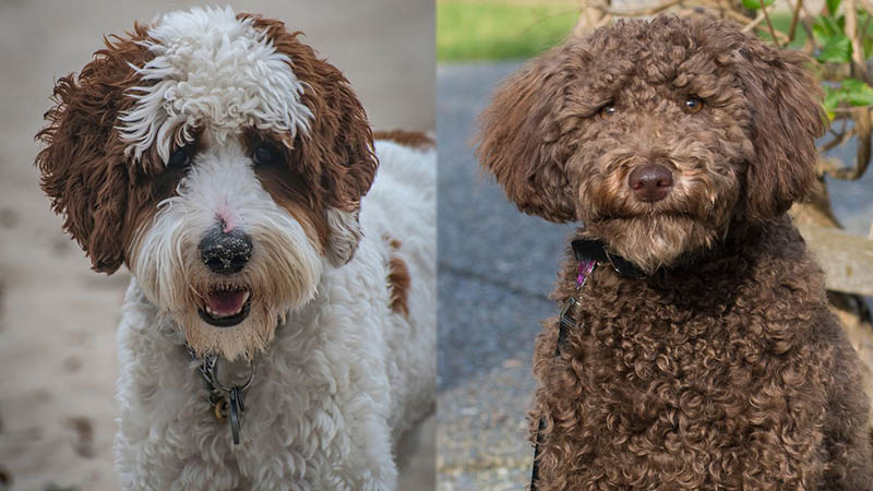 Parent Breeds of Australian Mini Goldendoodle