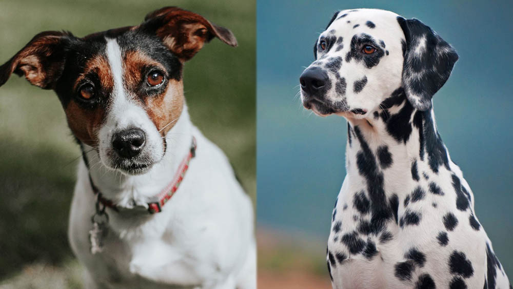 Jackmatian (Dalmatian Jack Russell Mix): Pictures, Care Guide