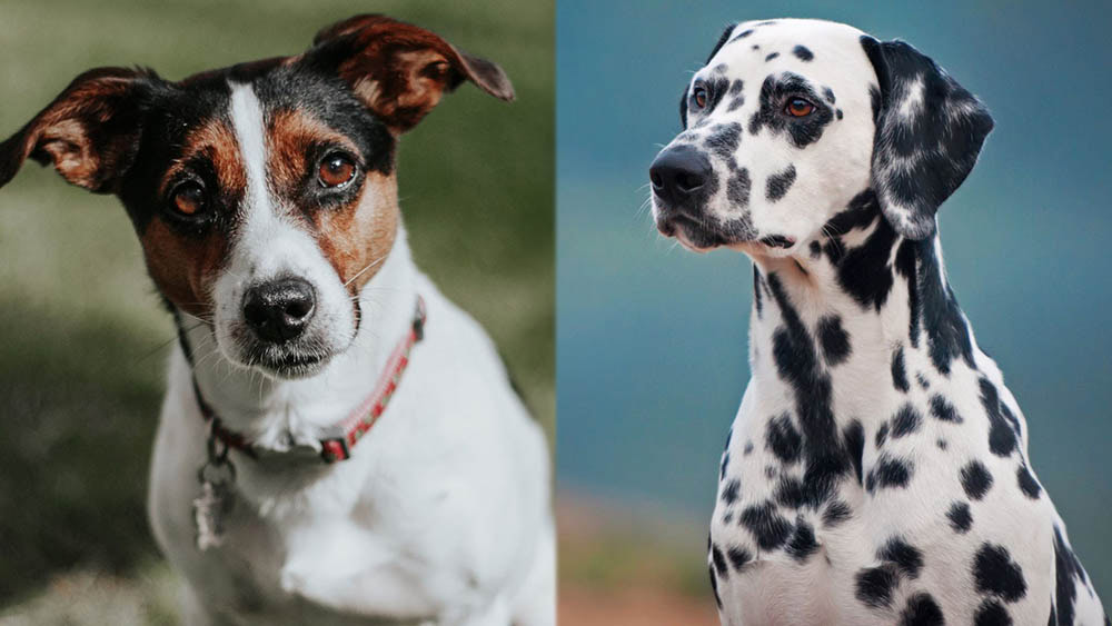 Jackmatian (Dalmatian Jack Russell Mix): Pictures, Care Guide