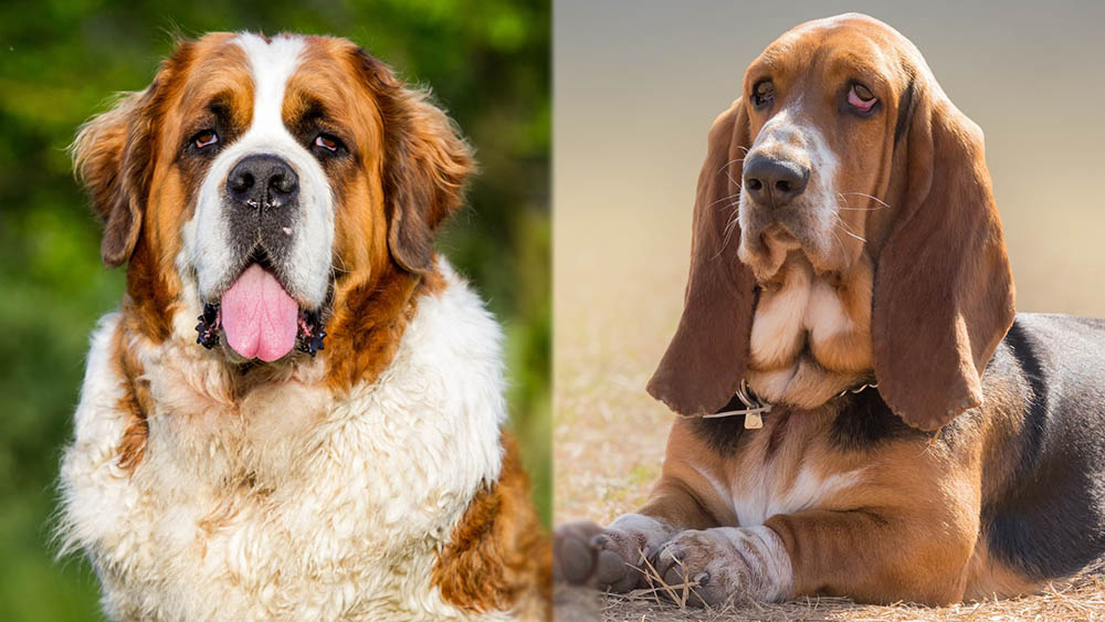 Parent Breeds of St. Bernard Basset Hound Mix