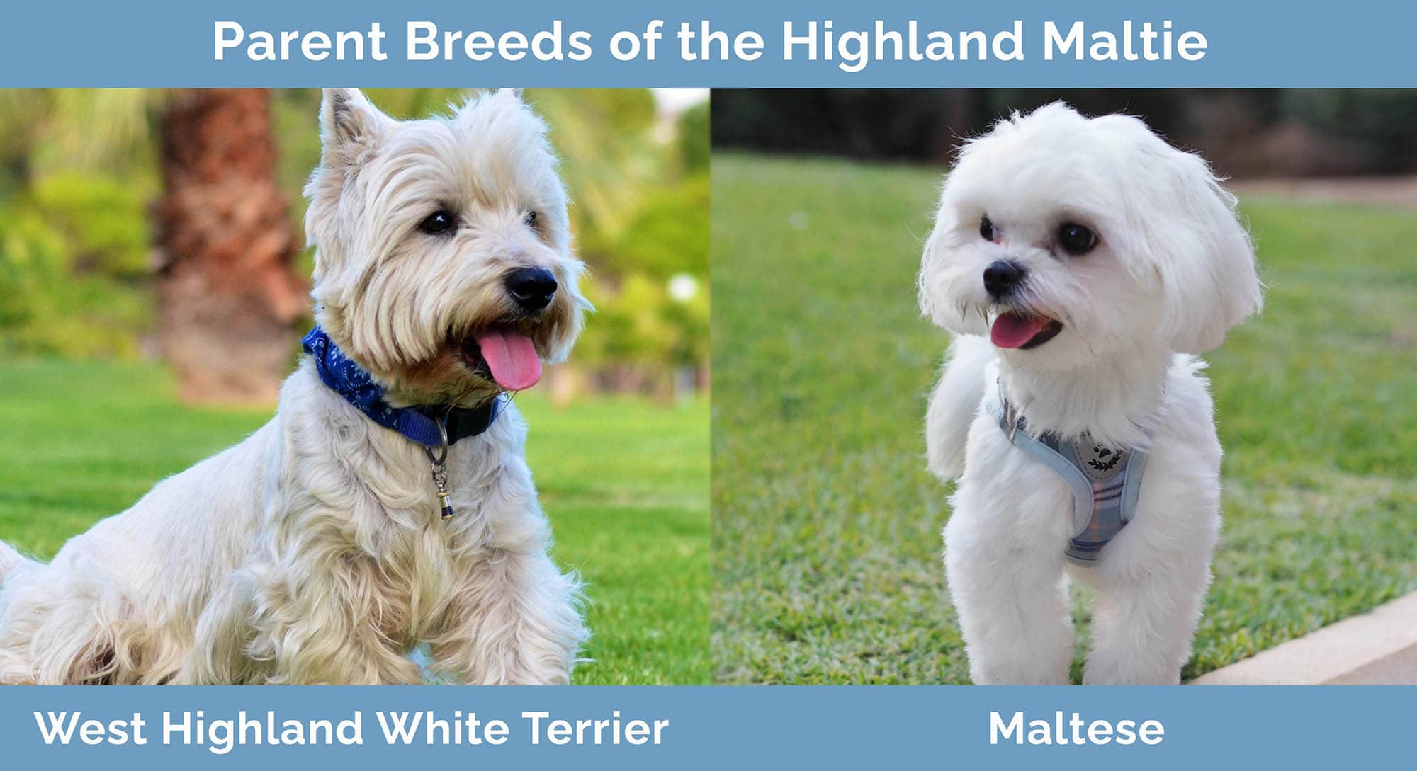 Parent Breeds of the Highland Maltie