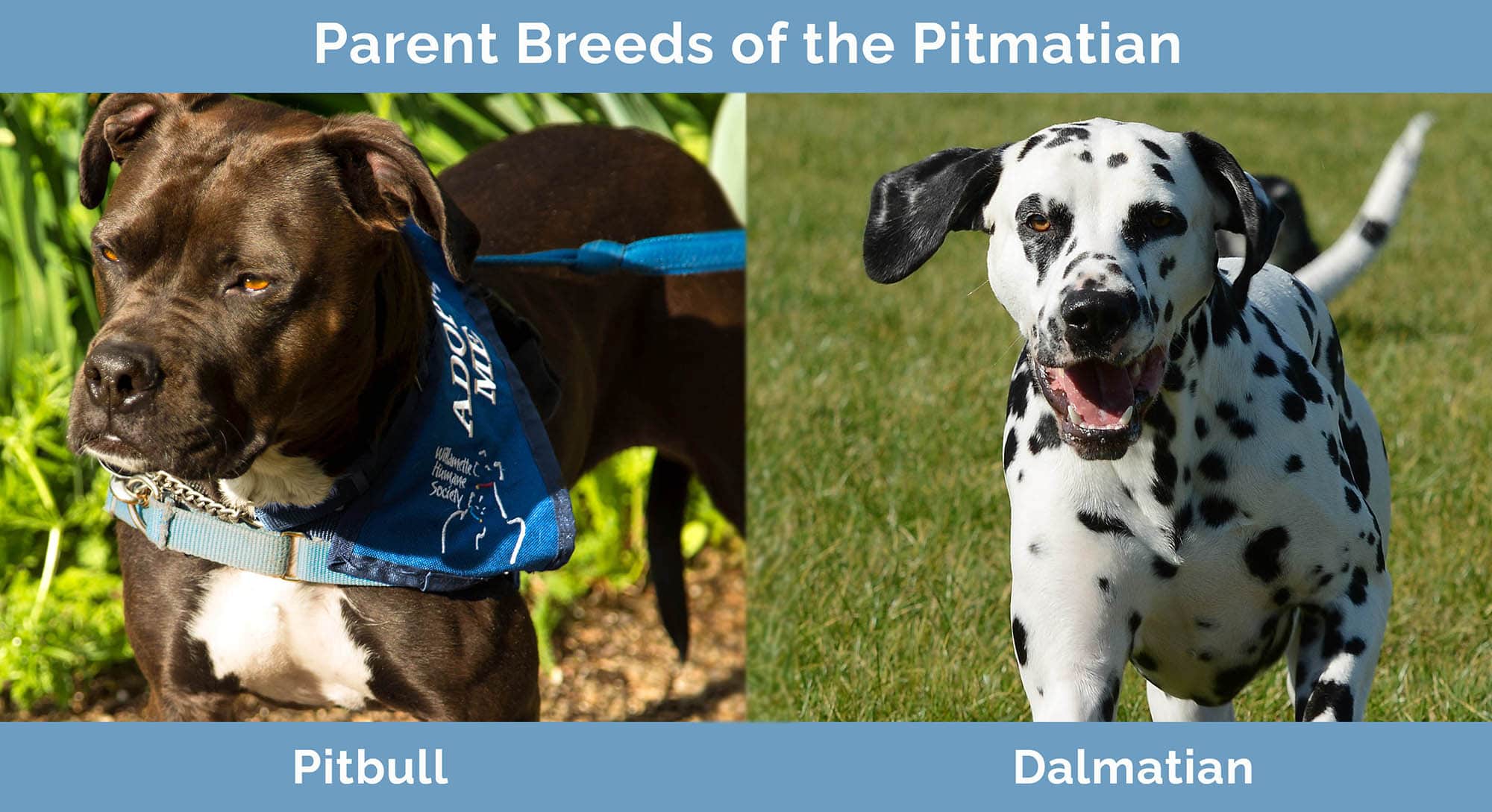 Parent Breeds of the Pitmatian